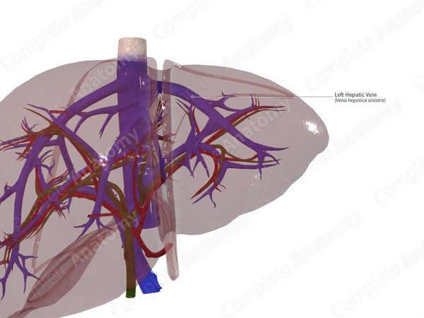 Left Hepatic Vein