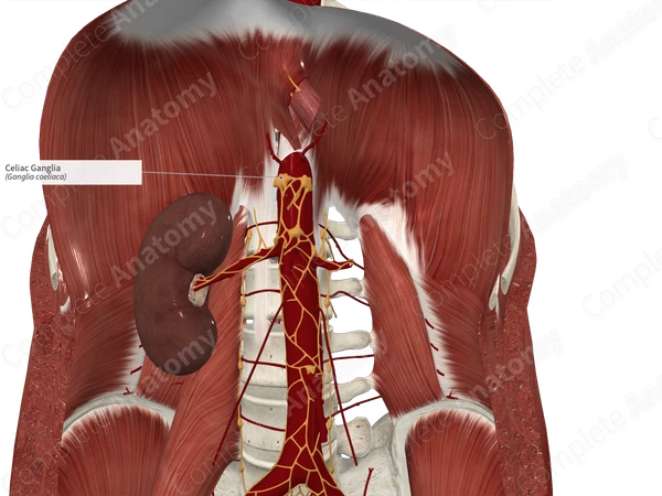 Celiac Ganglia