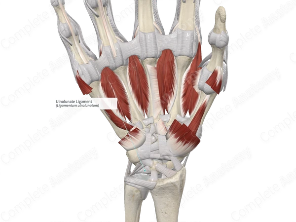 Ulnolunate Ligament 
