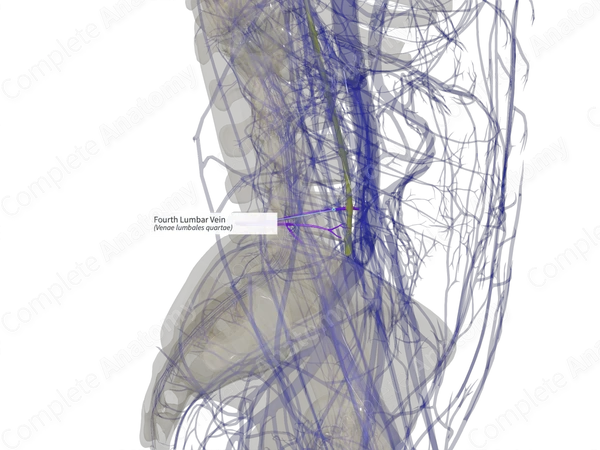 Fourth Lumbar Vein (Left)