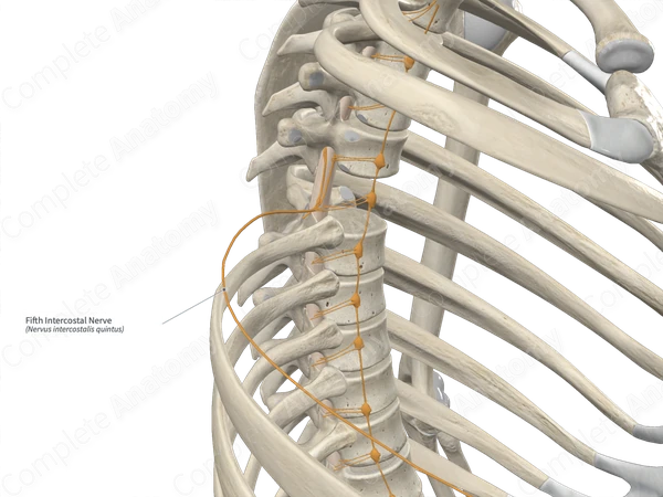 Fifth Intercostal Nerve