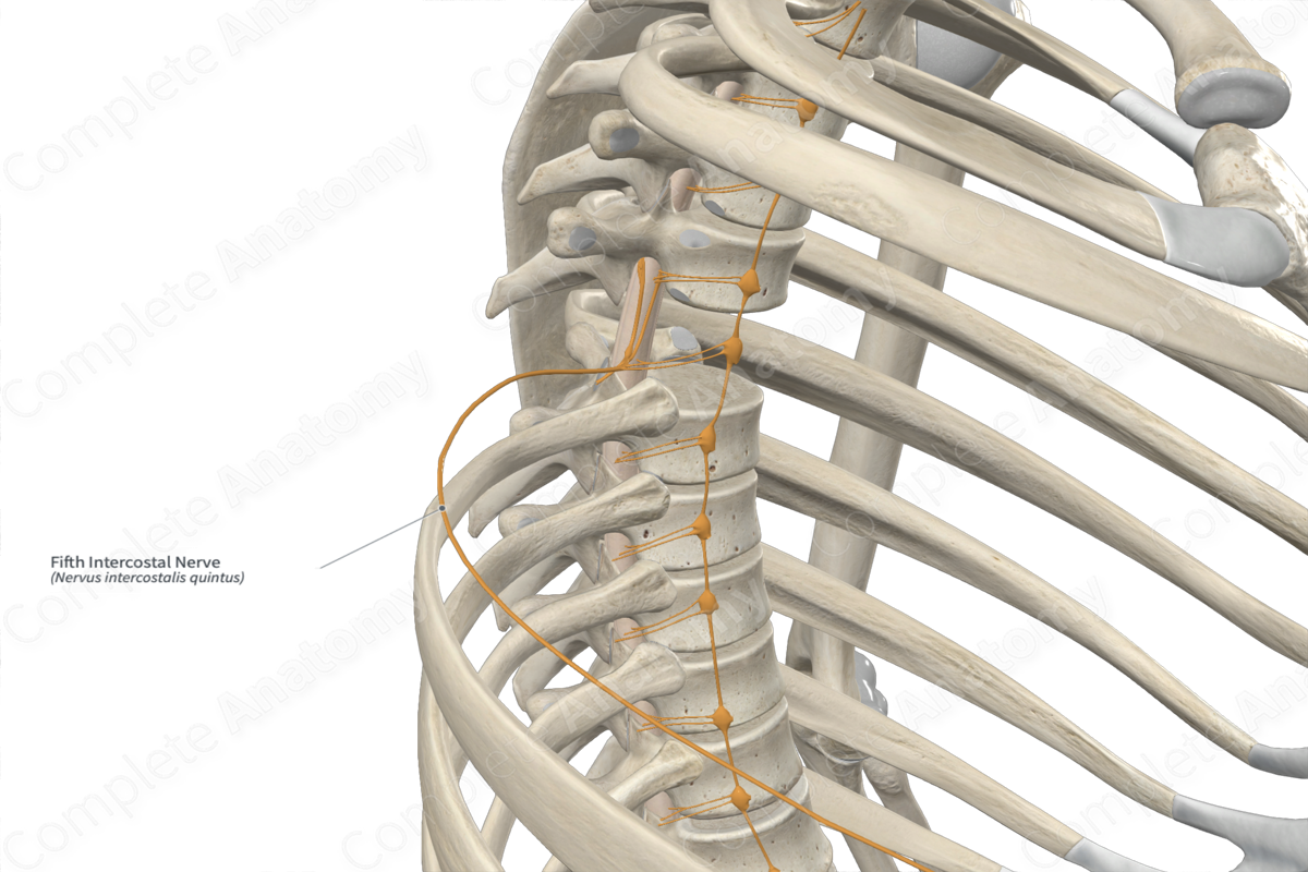 Fifth Intercostal Nerve 