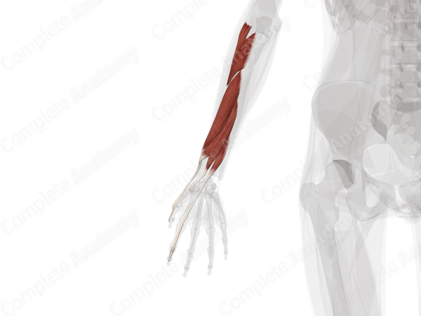 Deep Part of Posterior Compartment of Forearm (Left)