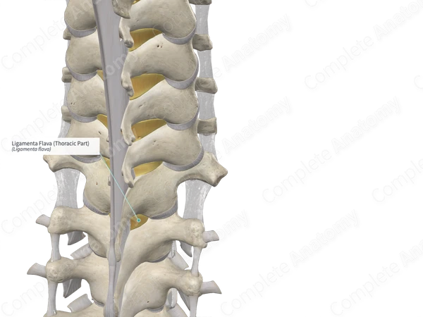 Ligamenta Flava (Thoracic Part)