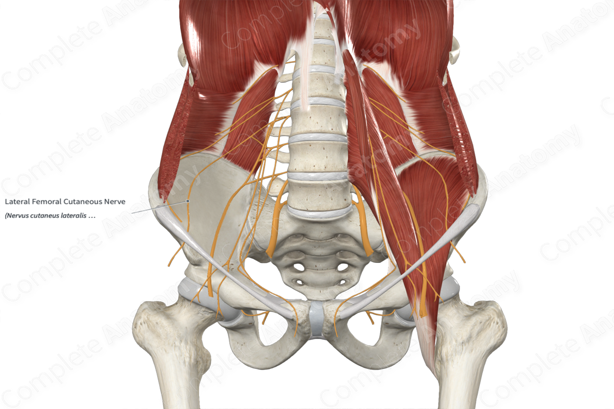 Lateral Femoral Cutaneous Nerve 