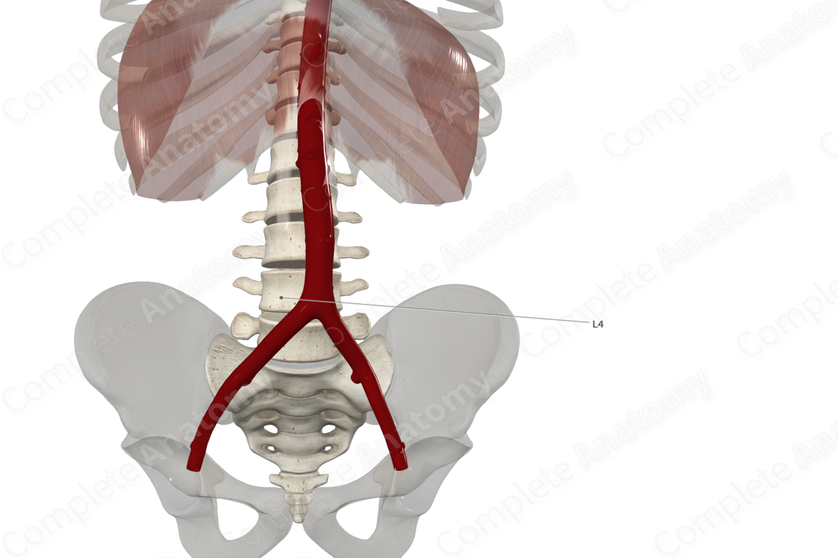 Fourth Lumbar Vertebra