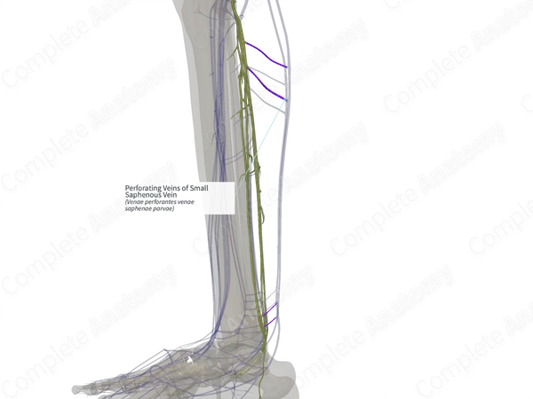 Perforating Veins of Small Saphenous Vein (Right)