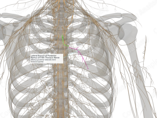 Lateral Branch of Posterior Ramus of Fifth Thoracic Nerve (Left)