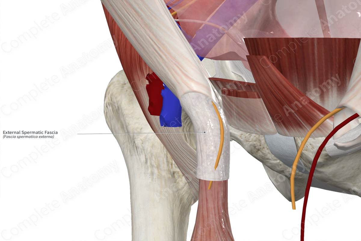 External Spermatic Fascia 