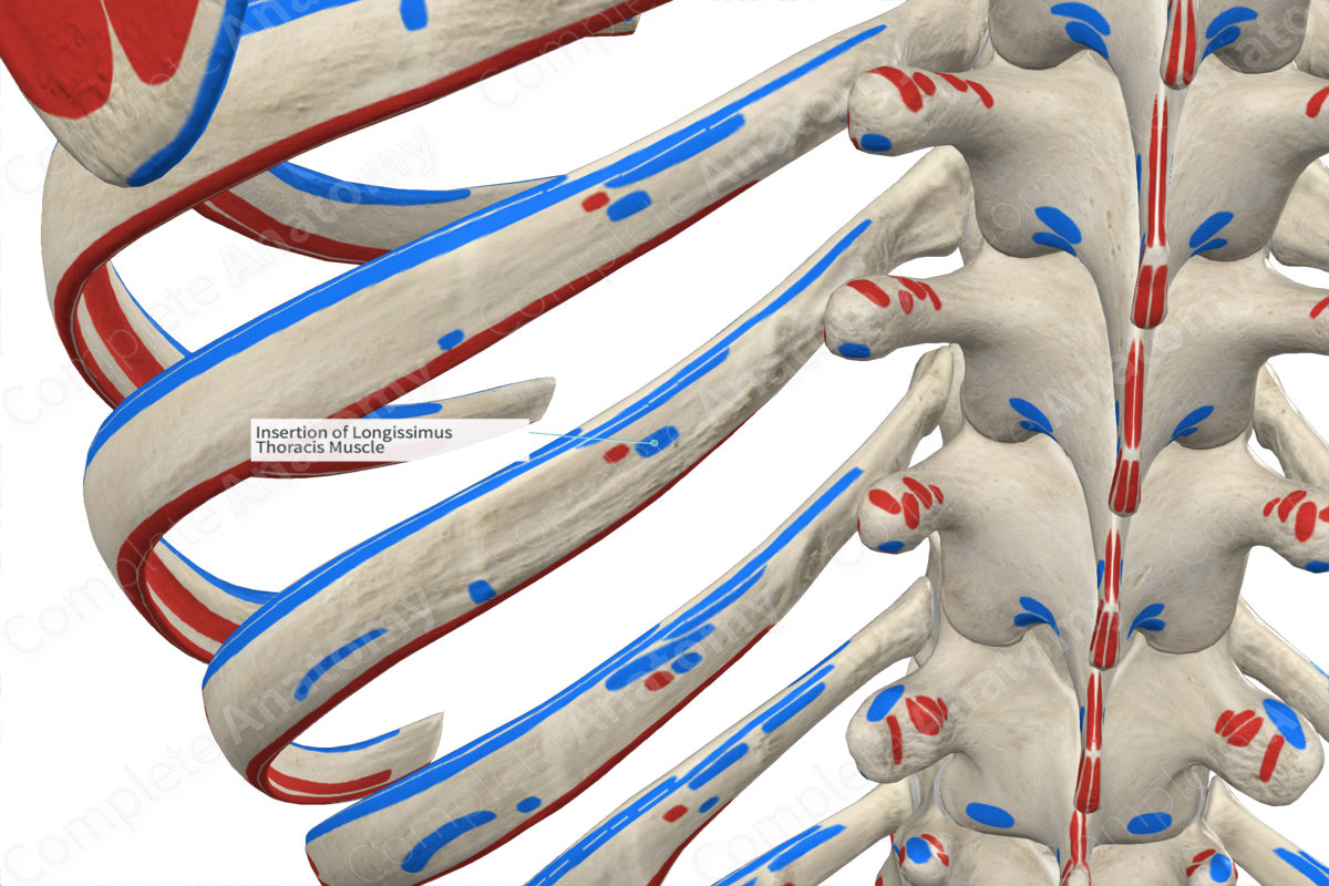 Insertion of Longissimus Thoracis Muscle