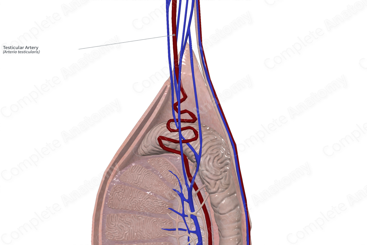 Testicular Artery 