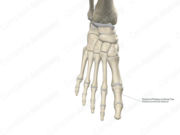 Proximal Phalanx of Great Toe