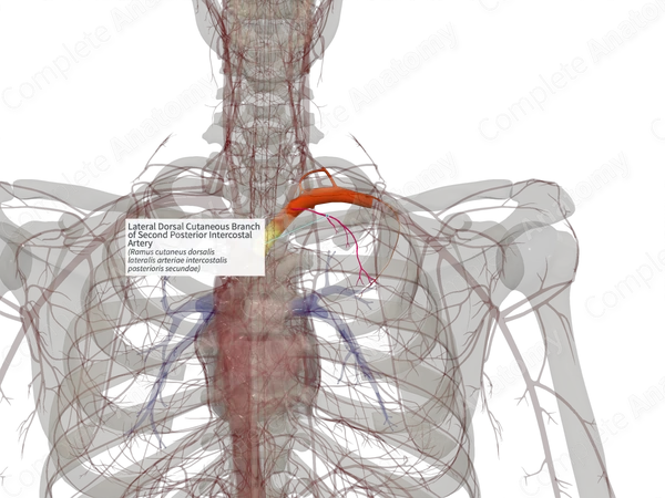 Lateral Dorsal Cutaneous Branch of Second Posterior Intercostal Artery (Left)