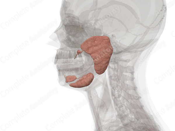 Major Salivary Glands (Left)