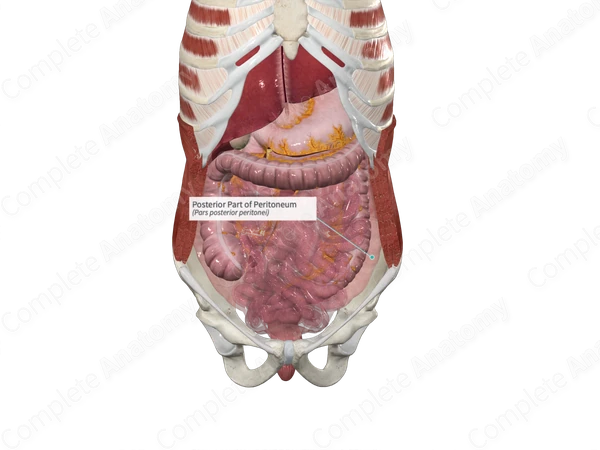 Posterior Part of Peritoneum
