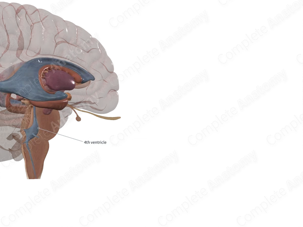 Fourth Ventricle