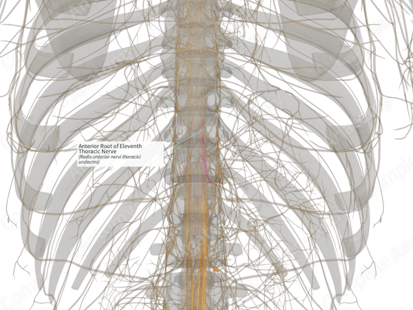 Anterior Root of Eleventh Thoracic Nerve (Right)