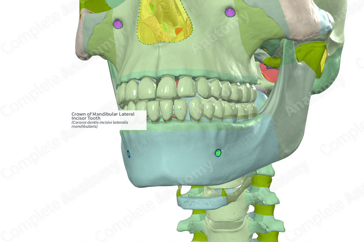 Crown of Mandibular Lateral Incisor Tooth