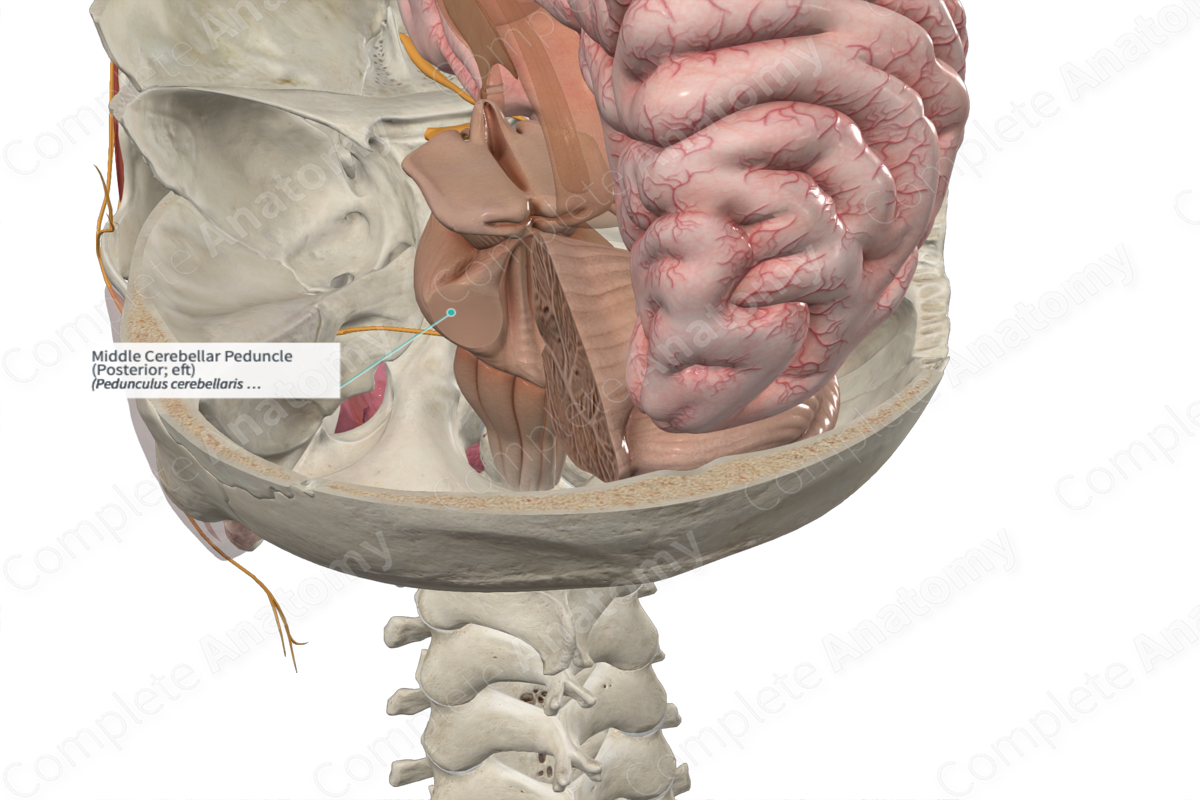 Middle Cerebellar Peduncle (Posterior; eft)
