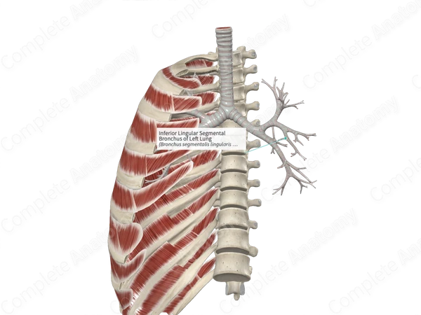 Inferior Lingular Segmental Bronchus of Left Lung