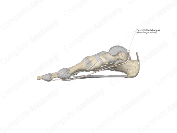 Flexor Hallucis Longus