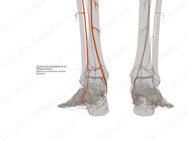 Communicating Branch of Fibular Artery (Right)