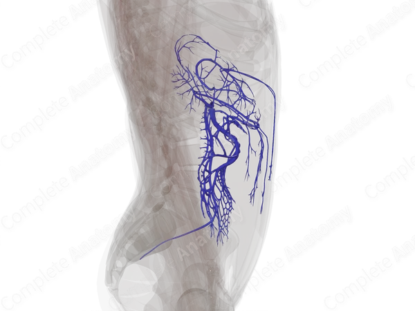 Tributaries of Hepatic Portal Vein