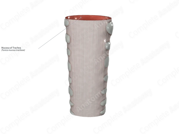 Mucosa of Trachea
