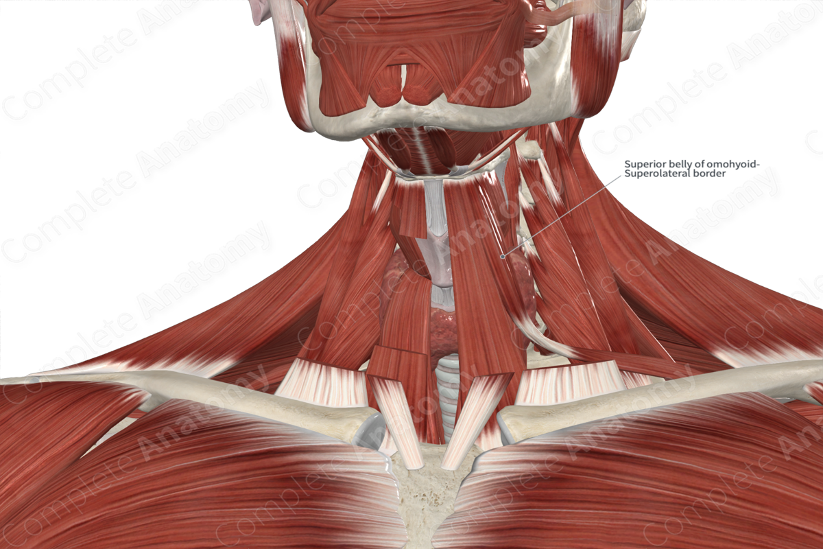 Superior Belly of Omohyoid Muscle 