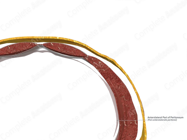 Anterolateral Part of Peritoneum