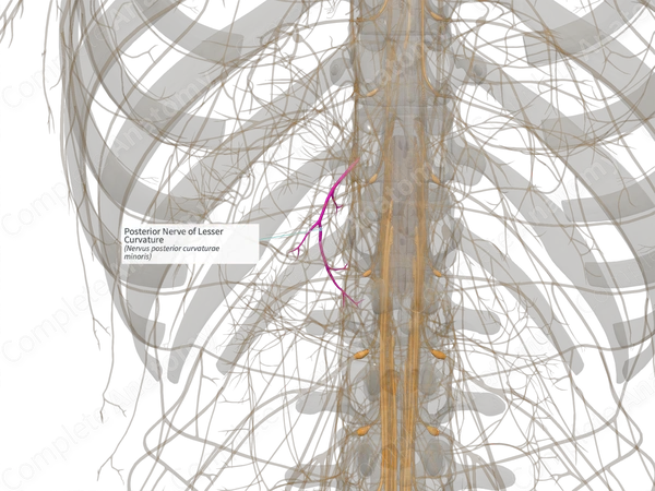 Posterior Nerve of Lesser Curvature