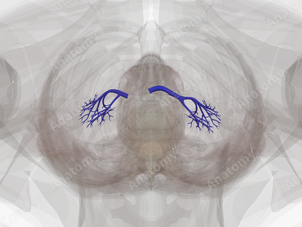 Veins of Kidney