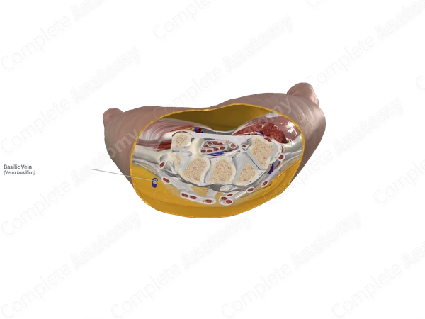 Basilic Vein 