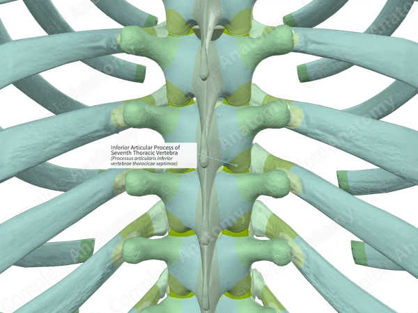 Inferior Articular Process of Seventh Thoracic Vertebra (Left)