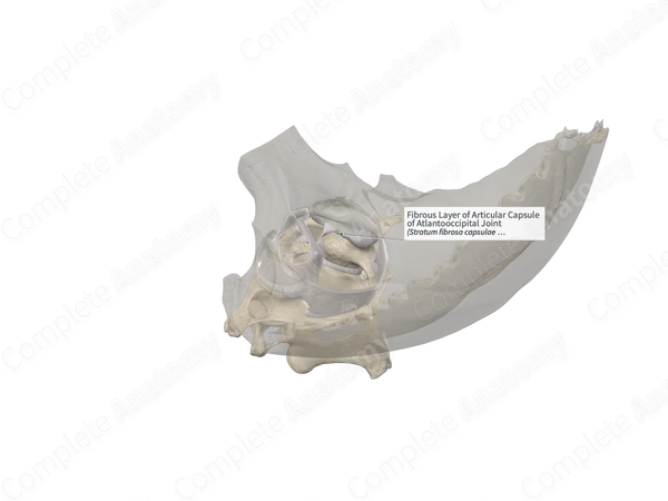 Fibrous Layer of Articular Capsule of Atlantooccipital Joint