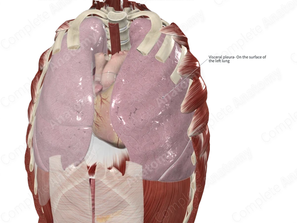 Visceral Pleura (Left Lung)
