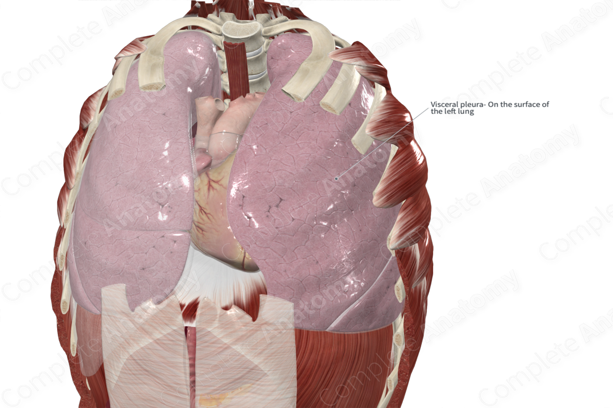 Visceral Pleura (Left Lung)