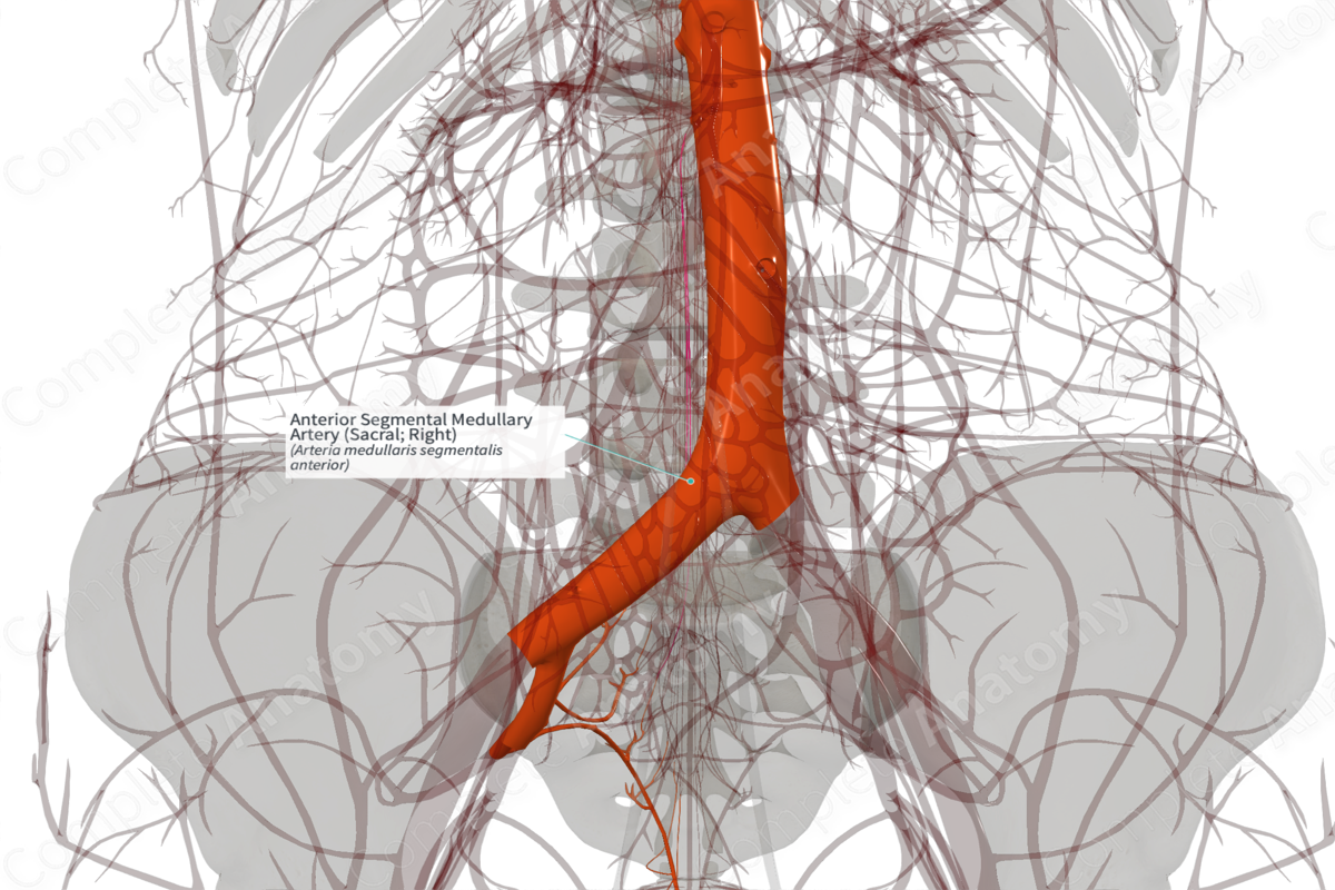 Anterior Segmental Medullary Artery (Sacral; Right)
