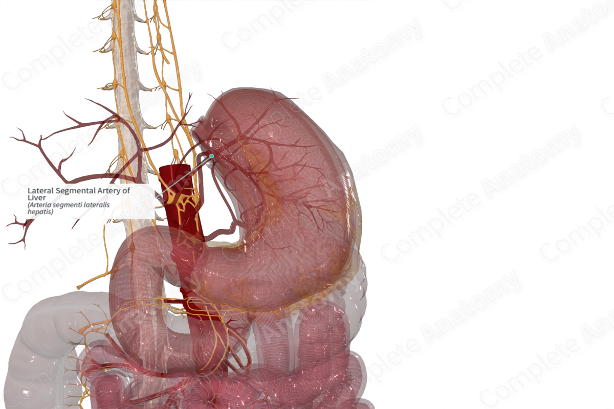 Lateral Segmental Artery of Liver