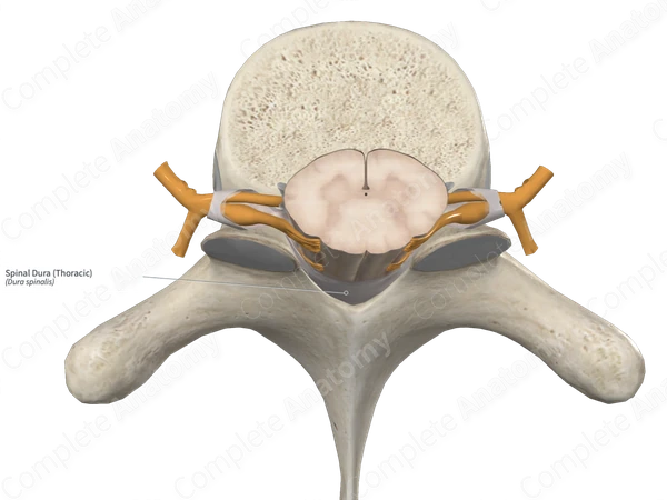 Spinal Dura (Thoracic)
