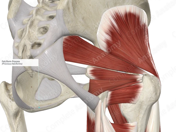 Falciform Process