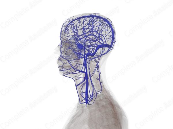 Veins of Head & Neck