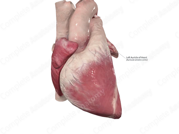 Left Auricle of Heart