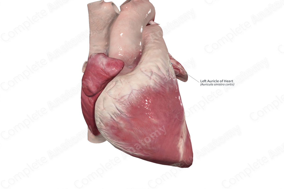 Left Auricle of Heart