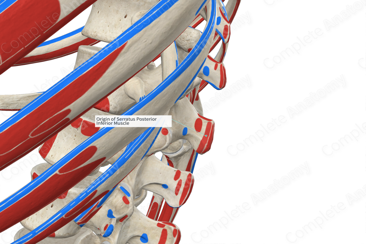 Origin Of Serratus Posterior Inferior Muscle | Complete Anatomy