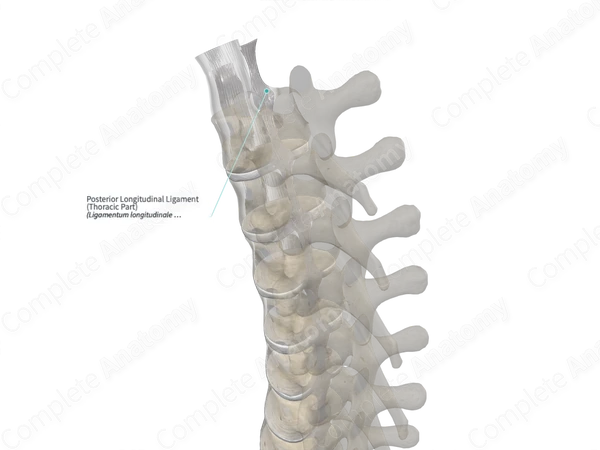 Posterior Longitudinal Ligament (Thoracic Part)
