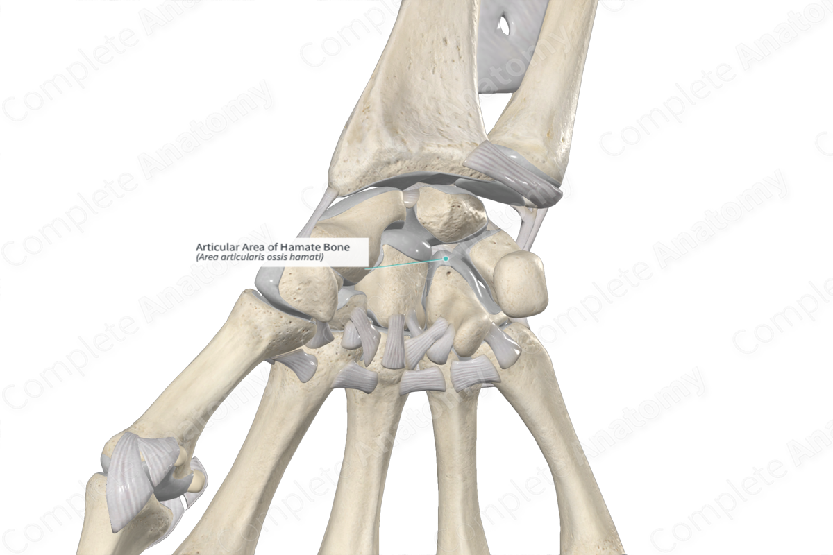 Articular Area of Hamate Bone 