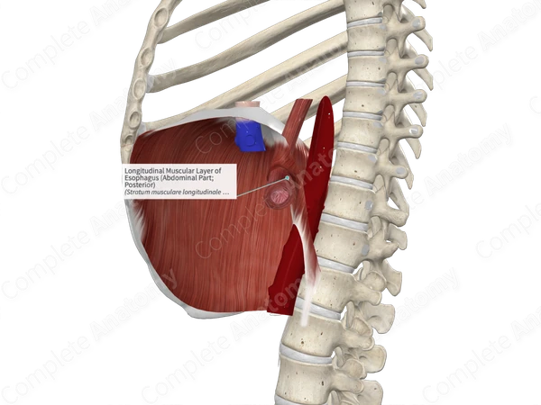 Longitudinal Muscular Layer of Esophagus (Abdominal Part; Posterior)
