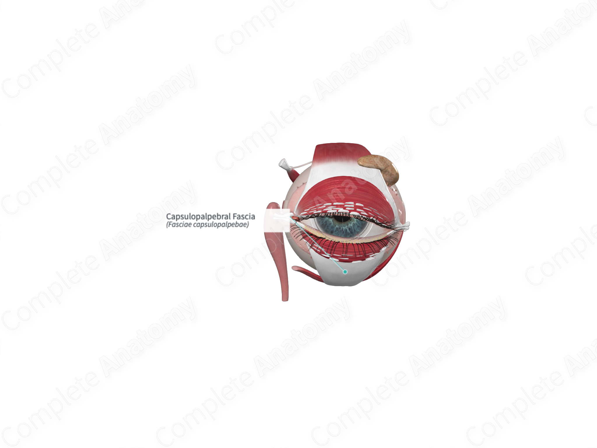 Capsulopalpebral Fascia | Complete Anatomy