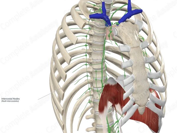 Intercostal Nodes